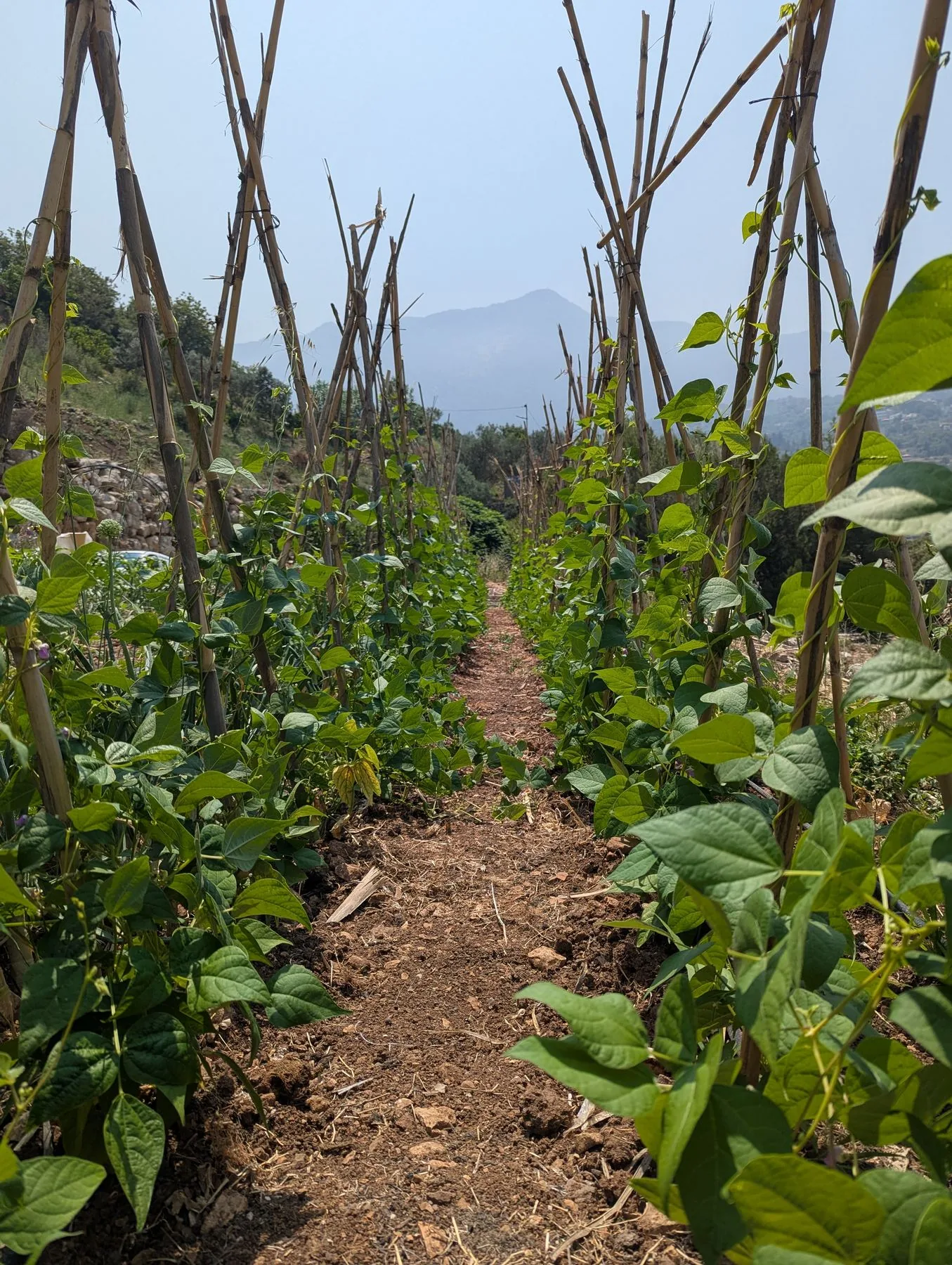 Food crops growing along a Sannour terrace