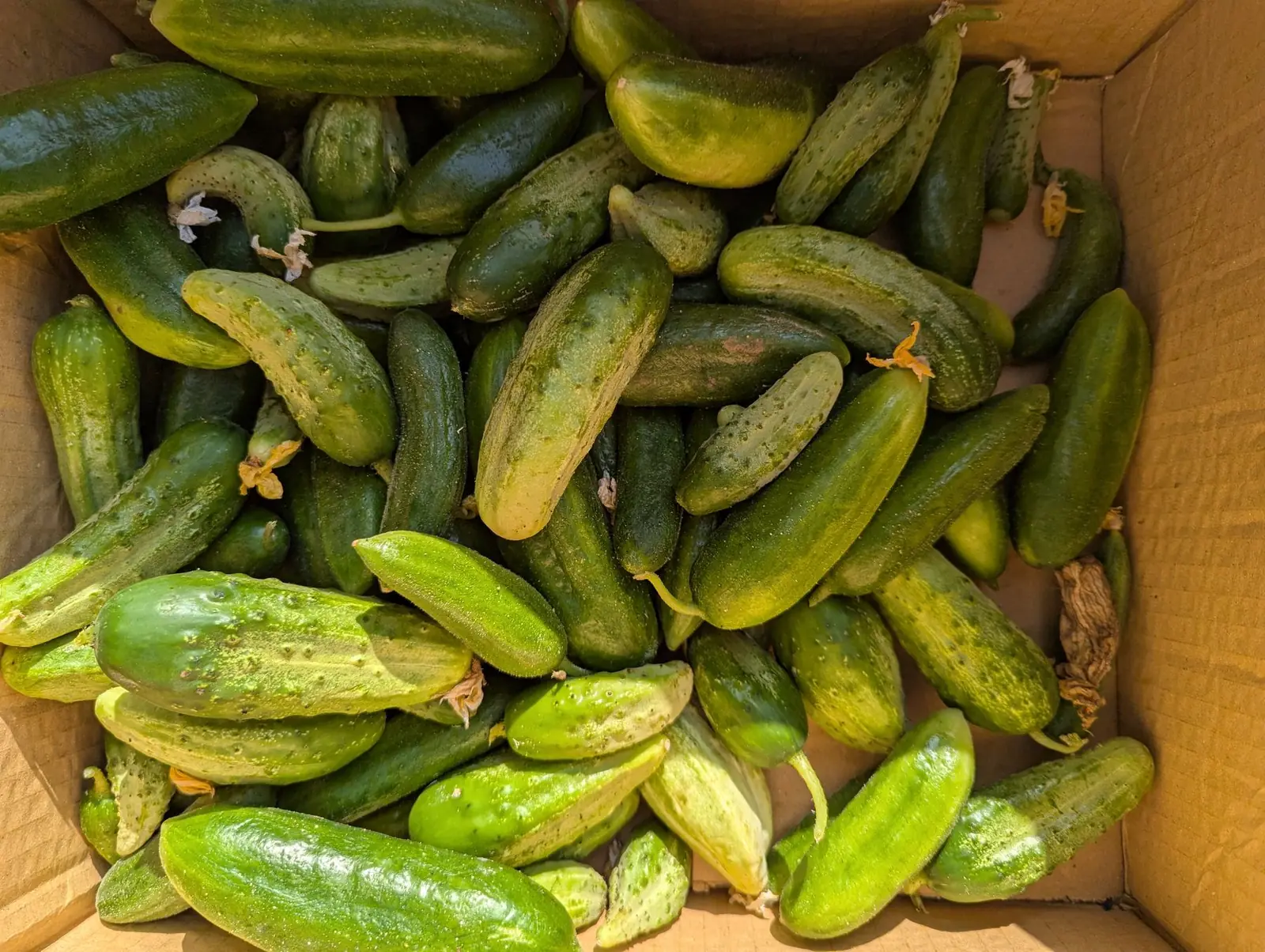 A harvest box filled with fresh Sannour vegetables