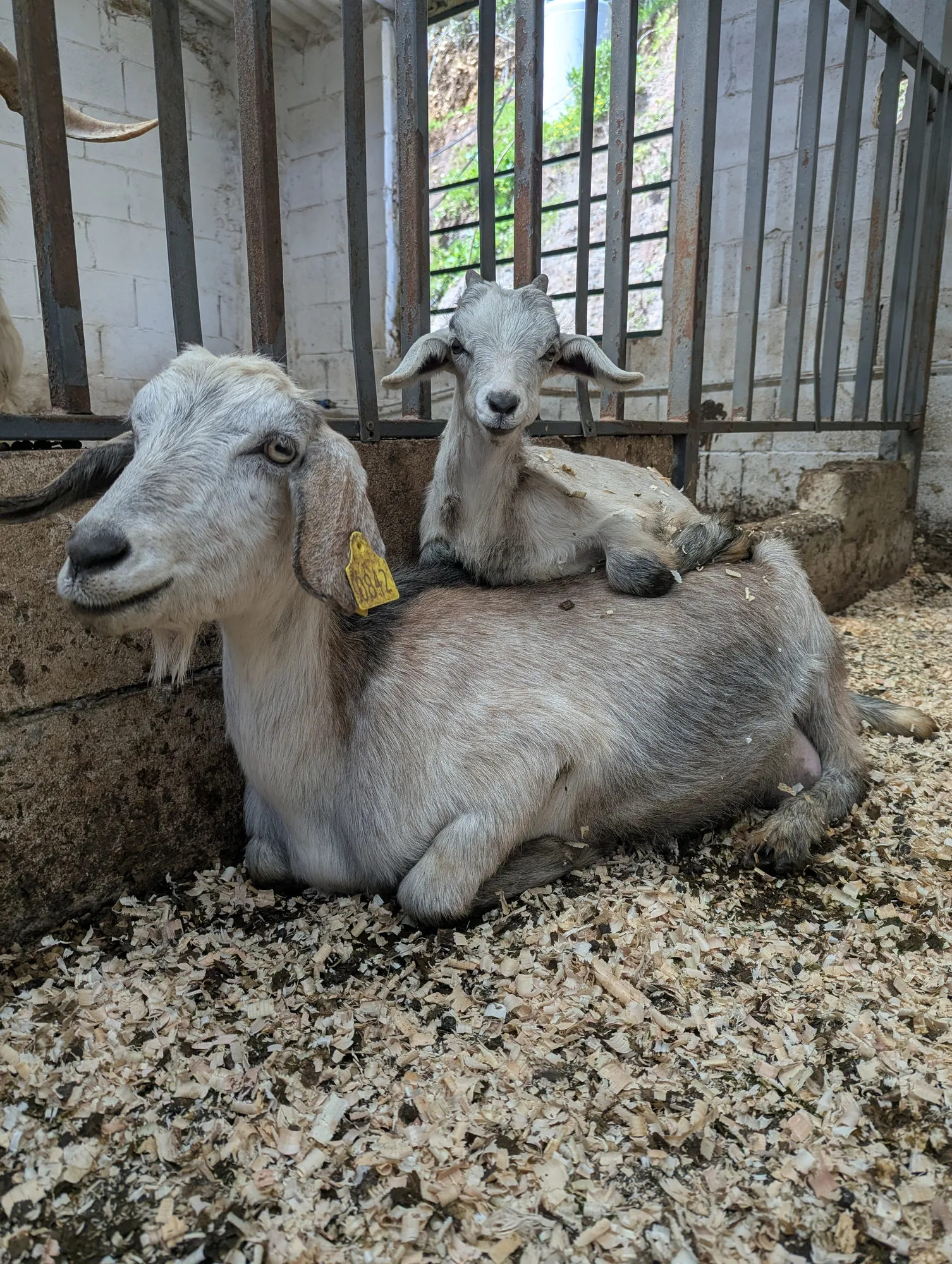 A hands-on animal and farm cycle workshop at Sannour