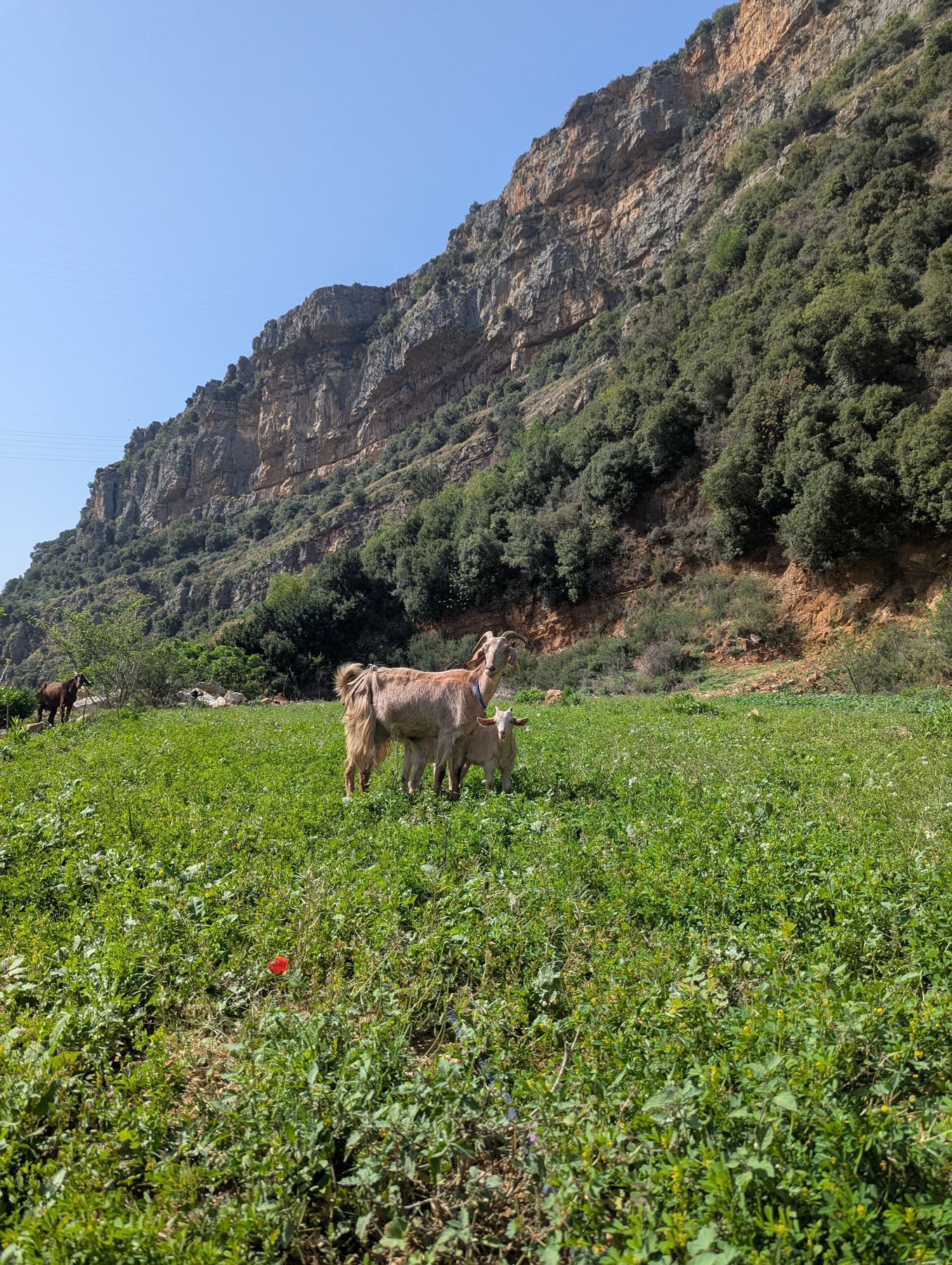 Goats grazing below the cliffs at Sannour