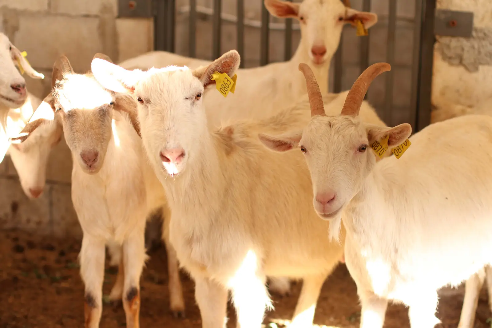 Goats gathered inside the working farm at Sannour