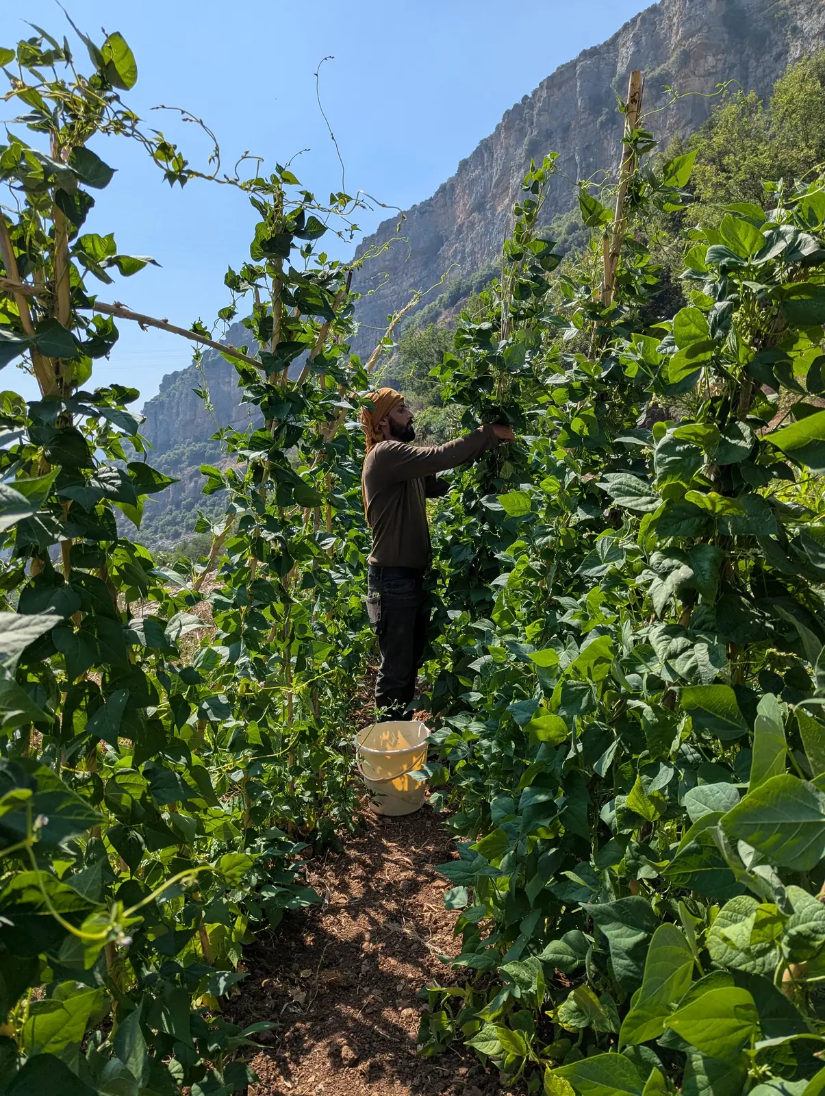 A farmer moving through tall green crops at Sannour