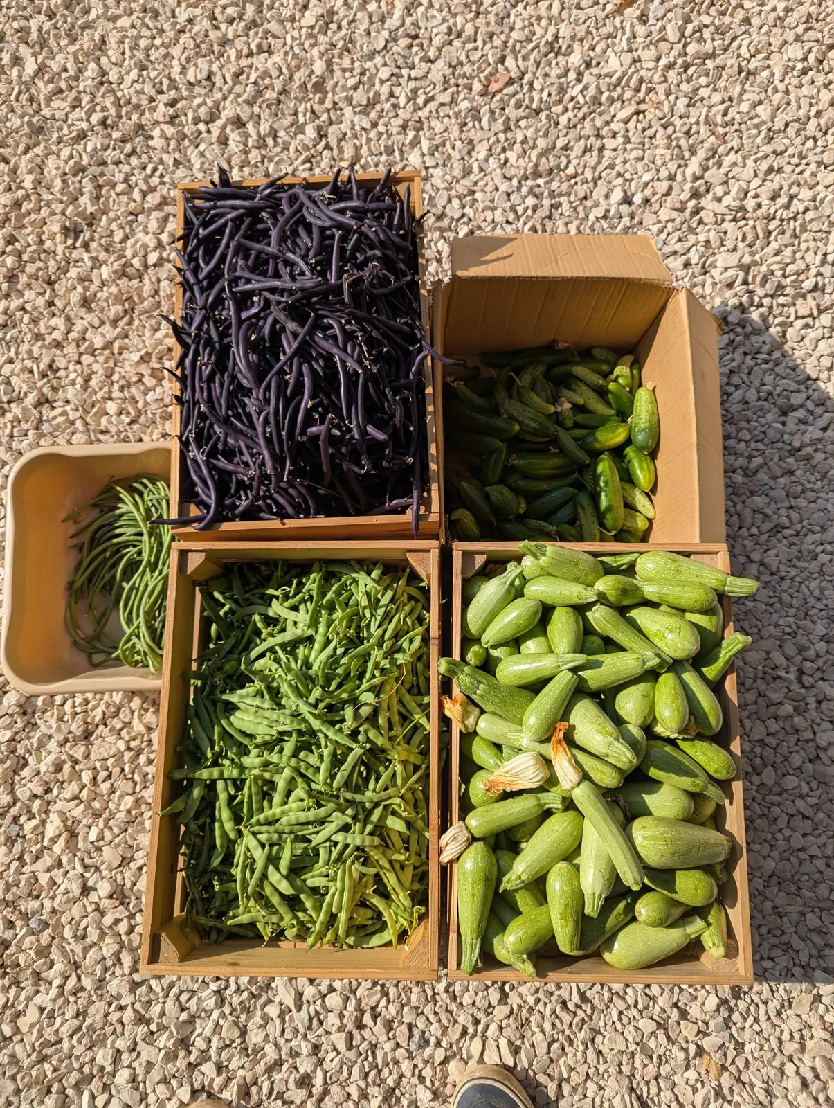 A fresh Sannour harvest gathered from the terraces